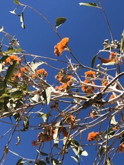 Eucalyptus miniata