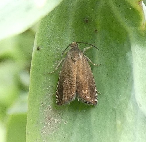 Pea Moth