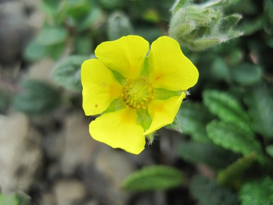 Potentilla uniflora