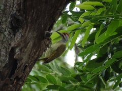 Campethera punctuligera