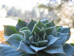 Echeveria secunda