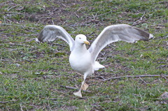 Larus argentatus