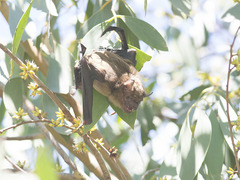 Falsistrellus tasmaniensis