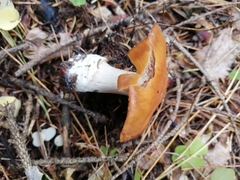 Cortinarius talus