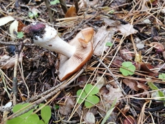 Cortinarius talus