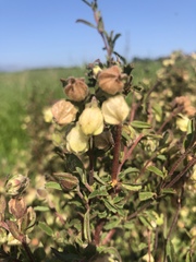 Hermannia hyssopifolia