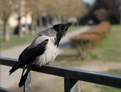Corvus cornix
