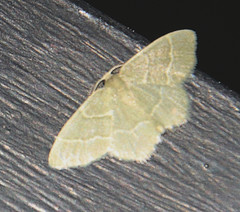 Chlorochlamys phyllinaria