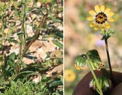 Osteospermum monstrosum