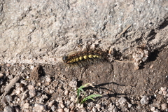 Acronicta euphorbiae