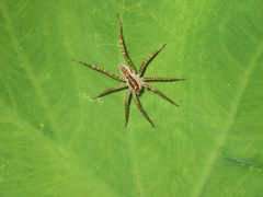 Pardosa laura