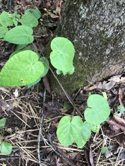 Matelea carolinensis