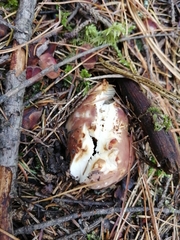 Russula