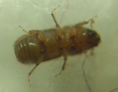 Pityogenes chalcographus