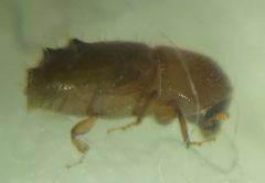 Pityogenes chalcographus