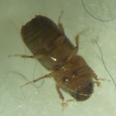 Pityogenes chalcographus