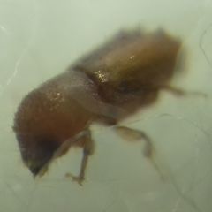 Pityogenes chalcographus