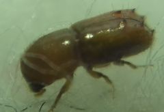 Pityogenes chalcographus