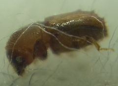 Pityogenes chalcographus