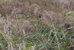 Cyanistes caeruleus × cyanus