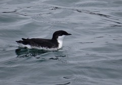 Synthliboramphus scrippsi