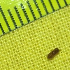 Pityogenes chalcographus