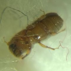 Pityogenes chalcographus