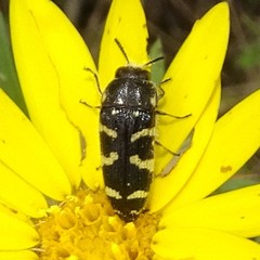 Acmaeodera macra