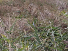 Cyanistes caeruleus × cyanus