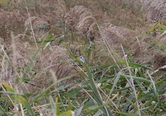 Cyanistes caeruleus × cyanus