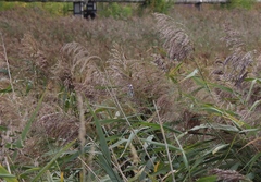 Cyanistes caeruleus × cyanus