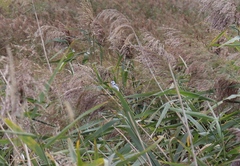 Cyanistes caeruleus × cyanus