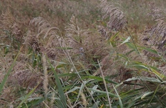 Cyanistes caeruleus × cyanus