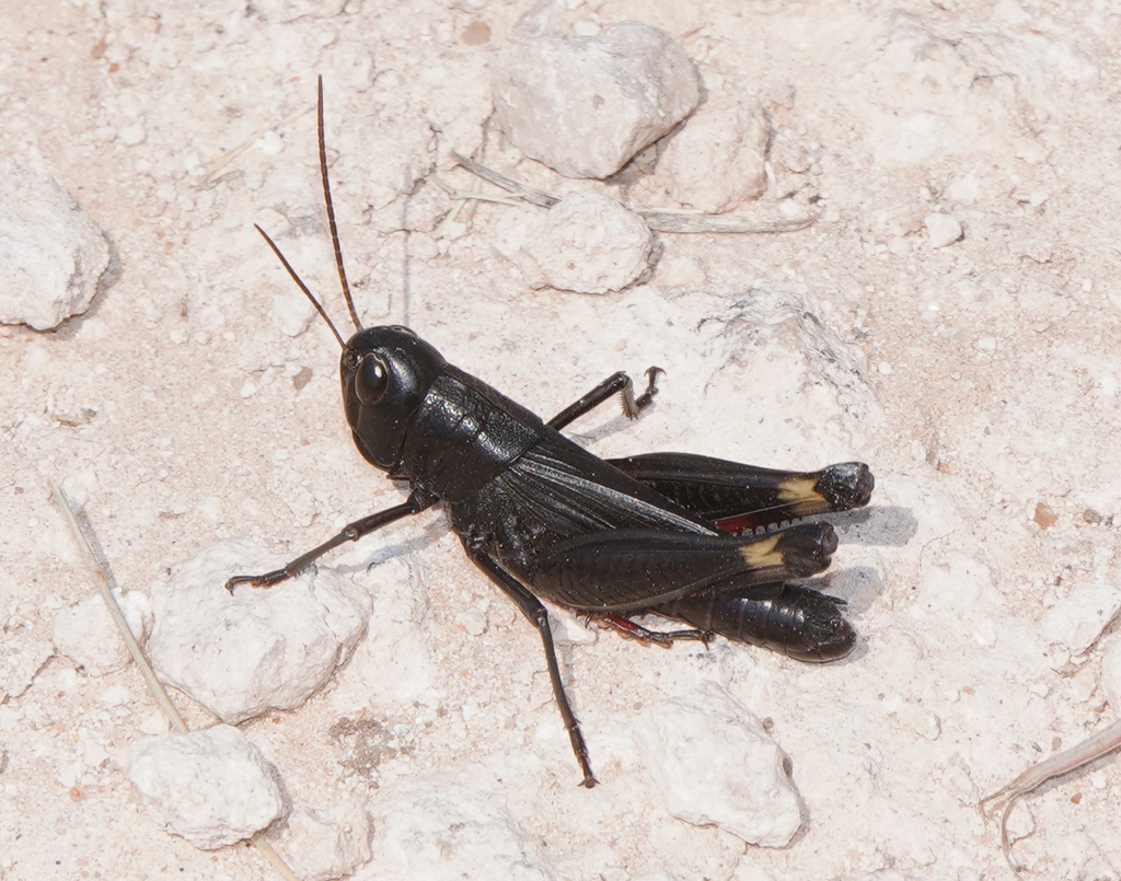 Ebony (Orthoptera of Nebraska) · iNaturalist