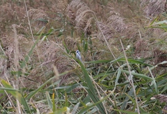 Cyanistes caeruleus × cyanus