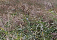 Cyanistes caeruleus × cyanus