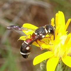 Leptochilus bellulus