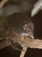 Antechinus swainsonii