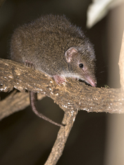 Antechinus swainsonii
