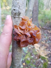 Phaeotremella foliacea