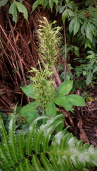 Habenaria pantlingiana