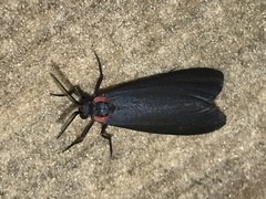 Lycomorpha splendens