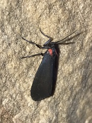 Lycomorpha splendens