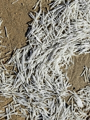 Syringodium filiforme