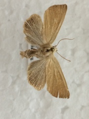 Arenostola phragmitidis