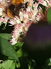 Bombus pascuorum