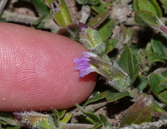 Blepharis integrifolia