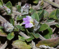 Blepharis integrifolia