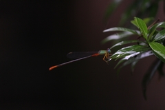 Ceriagrion cerinorubellum