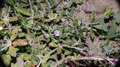 Blepharis integrifolia